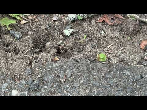 Ants Entering & Exiting Their Nests in...
