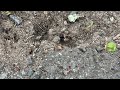 Ants Entering & Exiting Their Nests in Keansburg, NJ