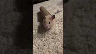 ちるちる🐹🐹 #ダンス #ハムスター #可愛い