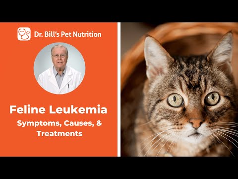 Feline Leukemia | Symptoms, Causes, & Treatments | Dr. Bill's Pet Nutrition