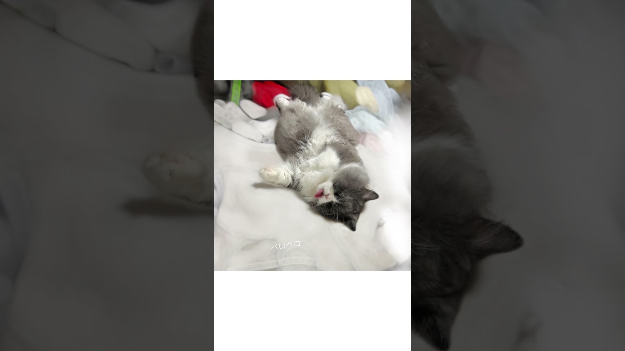 【💤衝撃寝顔💤】 みんなの猫ちゃんやワンちゃんは変な寝顔とかしてますか？