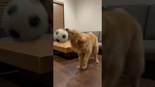 グレる犬 #ゴールデンレトリバー #골든리트리버 #goldenretriever  #金毛#犬との暮らし #animals #dog #doglover #犬　#犬のいる暮らし #いぬ