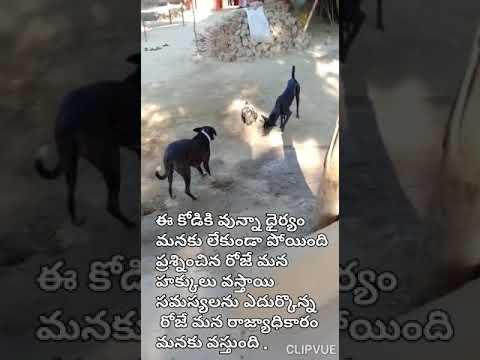 war between cock v/s dogs
