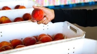 How CA Controlled Atmosphere Keeps Fruit Fresh