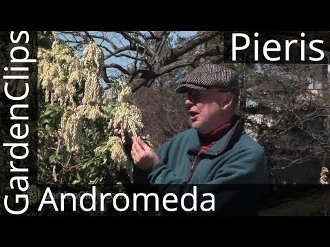 download lagu mp3 mp4 Japanese Andromeda Pruning, download lagu Japanese Andromeda Pruning gratis, unduh video klip Japanese Andromeda Pruning