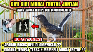 Download lagu CARA MEMBEDAKAN MURAI TROTOL JANTAN & REKOMENDASI TEMPAT MEMBELI !!! mp3