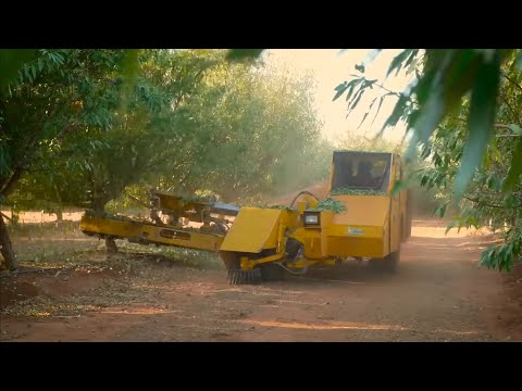 Awesome Almond Cultivation Technology - Almond Farming and Harvest - Almond processing in factory