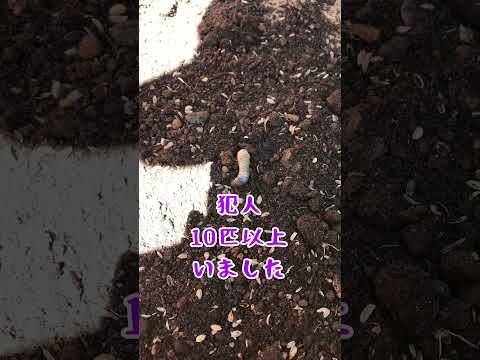 ガーデンクレソン 植物