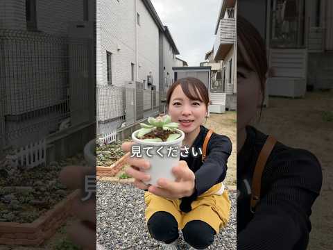 内部メンテナンスなしの吊り下げ多肉植物ペペロミア プロスタータ