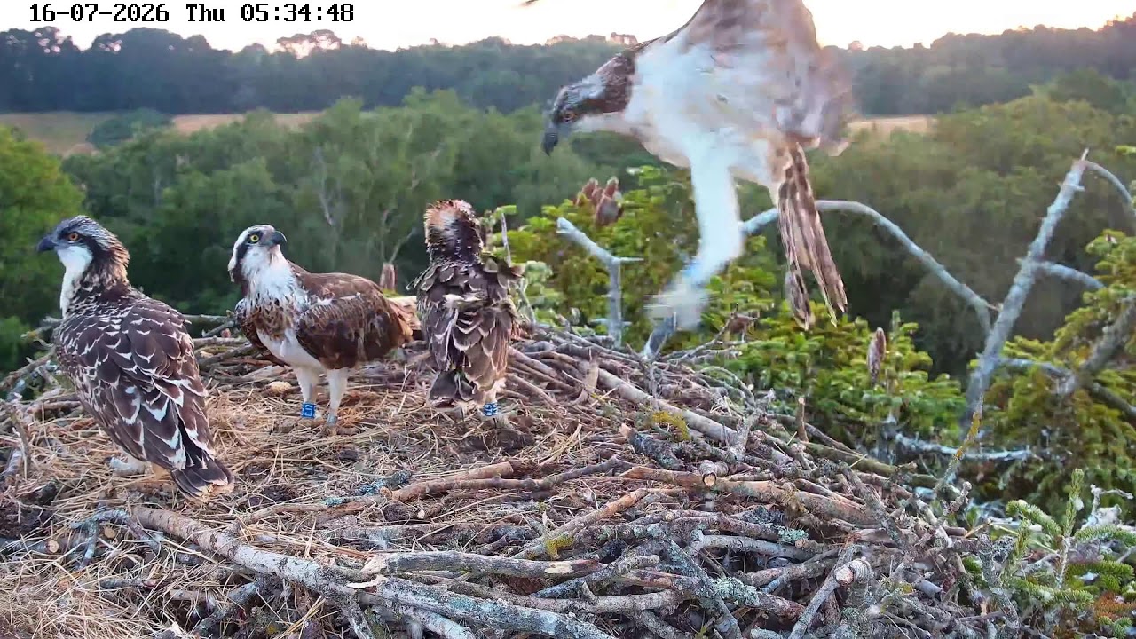 Live webcam view of Poole Harbour Osprey Nest Cam