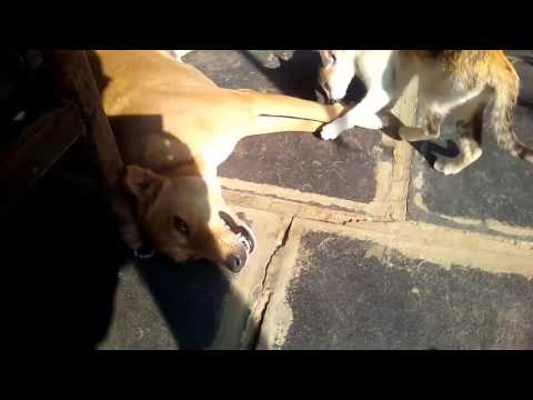 Dogs and cats are not enemies...