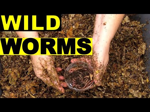 European Night Crawlers New Compost Experiment