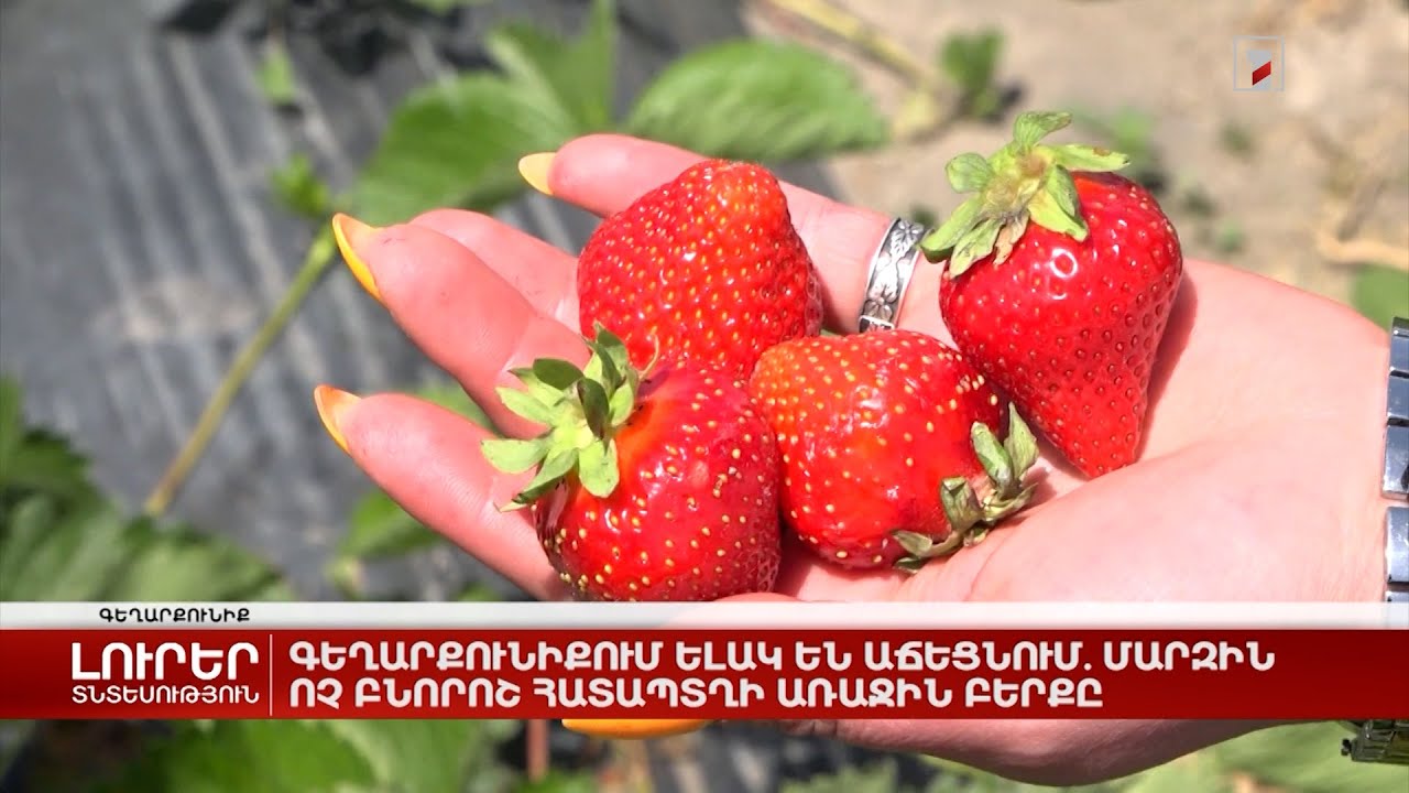 Գեղարքունիքում ելակ են աճեցնում. մարզին ոչ բնորոշ հատապտղի առաջին բերքը