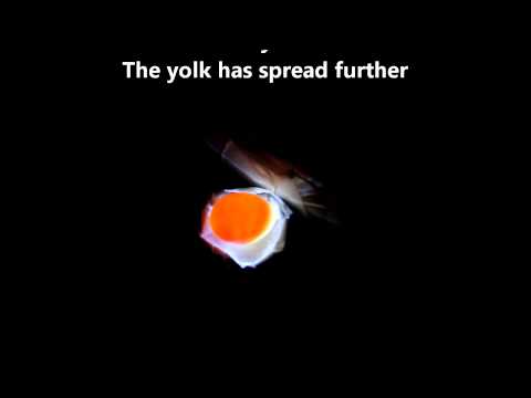 Budgieloonys - From Egg to Budgie