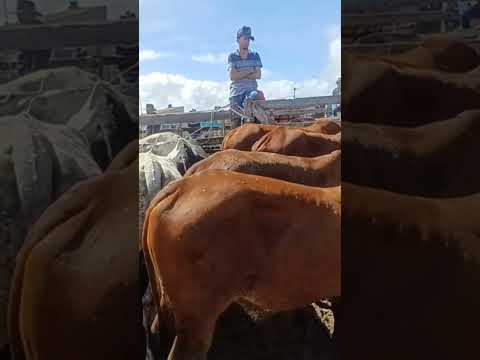#youtubeviral #gado #gado #pecuarista #youtubeshorts #fazenda #pernambuco #vaca #agro #feiradegado