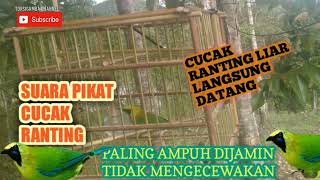 Download lagu SUARA PIKAT CUCAK RANTING|| CUCAK RANTING LIAR DIJAMIN LANGSUNG DATANG.. mp3 Download lagu SUARA PIKAT CUCAK RANTING|| CUCAK RANTING LIAR DIJAMIN LANGSUNG DATANG.. mp3