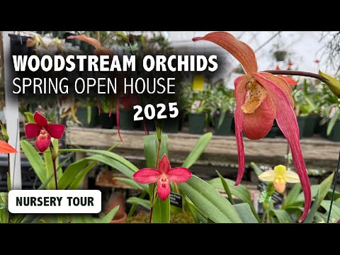 Woodstream Orchids 2025 Open House | A World-Renowned Phragmipedium & Paphiopedilum Grower!