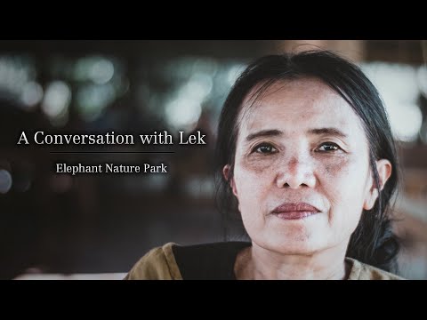 Meet the Founder of Elephant Nature Park, Chiang Mai  - Wayfairer Travel