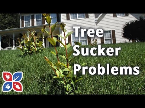  Do My Own Lawn Care  -  How to Get Rid of Tree Suckers Video 