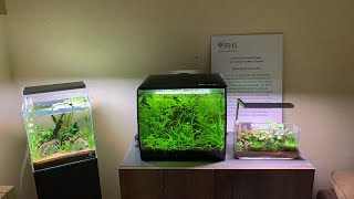 Scape School Sunday - Aquascaping lessons from the Gallery