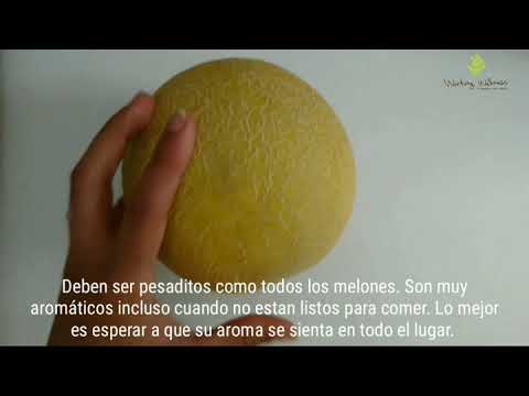 Como Escoger Melon Galia🍈 Cremoso #asisecomelafruta