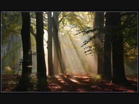 Through the Trees - David Tolk