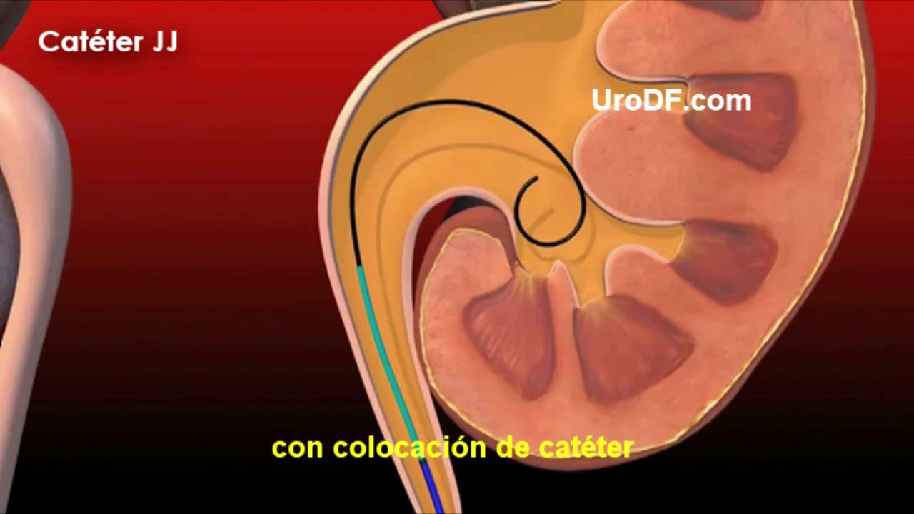 Alejandra Máynez Rivera-2