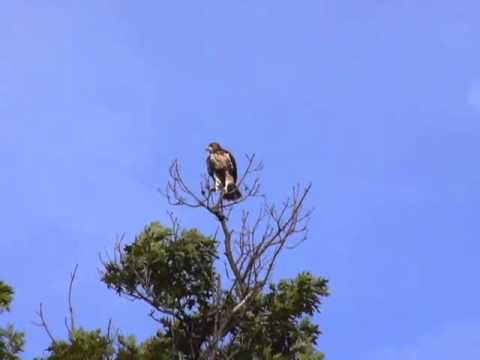 6 9 2013 cornell red tailed hawk d2 in oak, pan to ezra with prey on transfomer