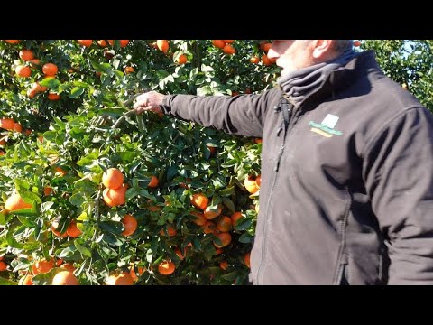 6, 2, and 1 year old grafts, preparation for grafting.