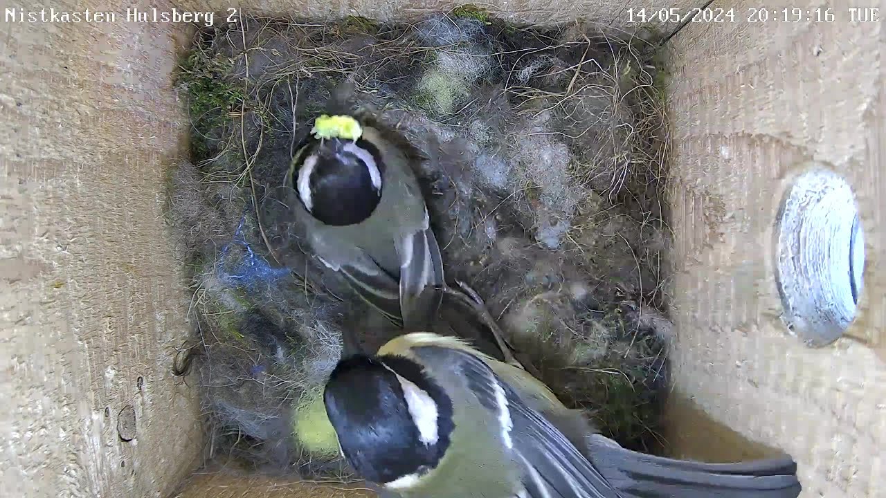Legefaules Weibchen wird gefüttert & Besuch vom Trauerschnäpper! | 14.05.2024