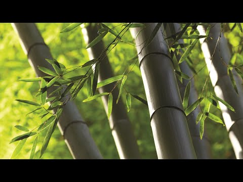 竹子生長方式