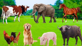 Interesting Animal Features - Elephants, Horses, Chickens, Pigs, Buffaloes, Cows - Animal Sounds