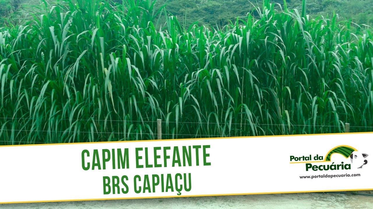 Capim elefante BRS Capiaçu