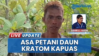 Harapan Petani di Kapuas Hulu Kalimantan Barat, Ingin Harga Daun Kratom Stabil dan Bisa Kembali Naik