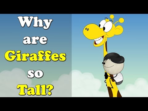 キリンはなぜ背が高いのか？| ω・｀）｜#aumsum (Why are Giraffes so Tall? | #aumsum)
