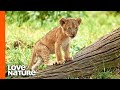 These Newborn Lion Cubs Are Ready To Take On The World