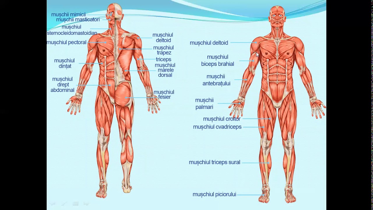 SISTEMUL MUSCULAR PROPRIETATI MUSCHI - Lectii de biologie clasa a VII-a
