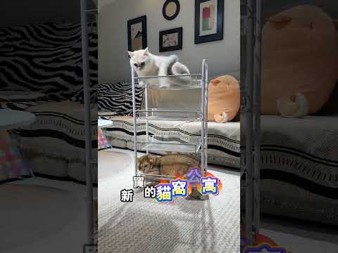 貓咪以為置物架是主人新買的貓咪公寓