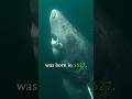 The Oldest Creature On Earth