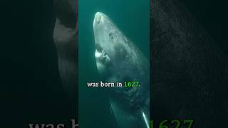 Download lagu The Oldest Creature on Earth 😲 mp3 Download lagu The Oldest Creature on Earth 😲 mp3