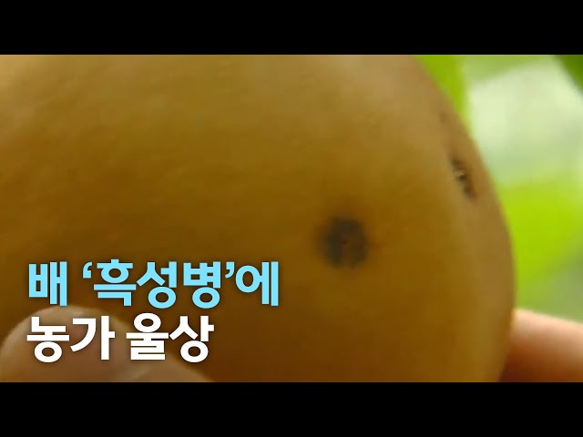 배 '흑성병'..농가 울상