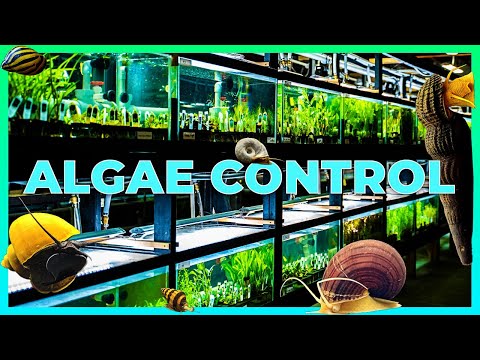 BEST Snails for Algae in a Planted Aquarium [2 Types]