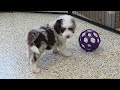 Mini Sheepadoodle dogs for sale: Snickers - Video 1