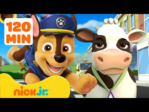 Patrulha Canina: Resgates de animais na Baía da Aventura! 🐮🐱 | Nick Jr. em Português
