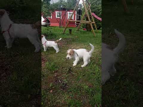 Jack-Russell-Terrier Welpe kaufen