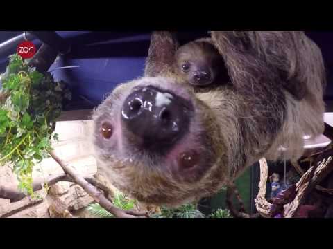 Jaaroverzicht 2016: Dit was 2016 in ZOO Antwerpen, Planckendael en de Koningin Elisabethzaal