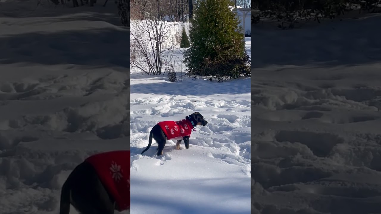 Enlarge Oscar Pending Adoption, a Adoptable mixed breed in South Portland, ME video 5/6