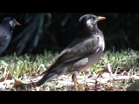 Škorec popolavý (Spodiopsar cineraceus) — starostlivosť, voliéra a kŕmenie