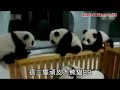 大熊貓BB群毆 超Kawaii