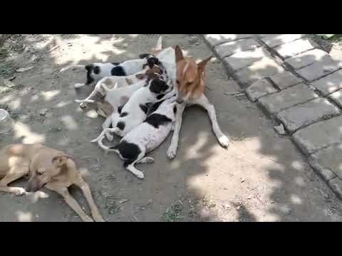 My garden n dogs after Hail storm last night in Muz April 19th 2022